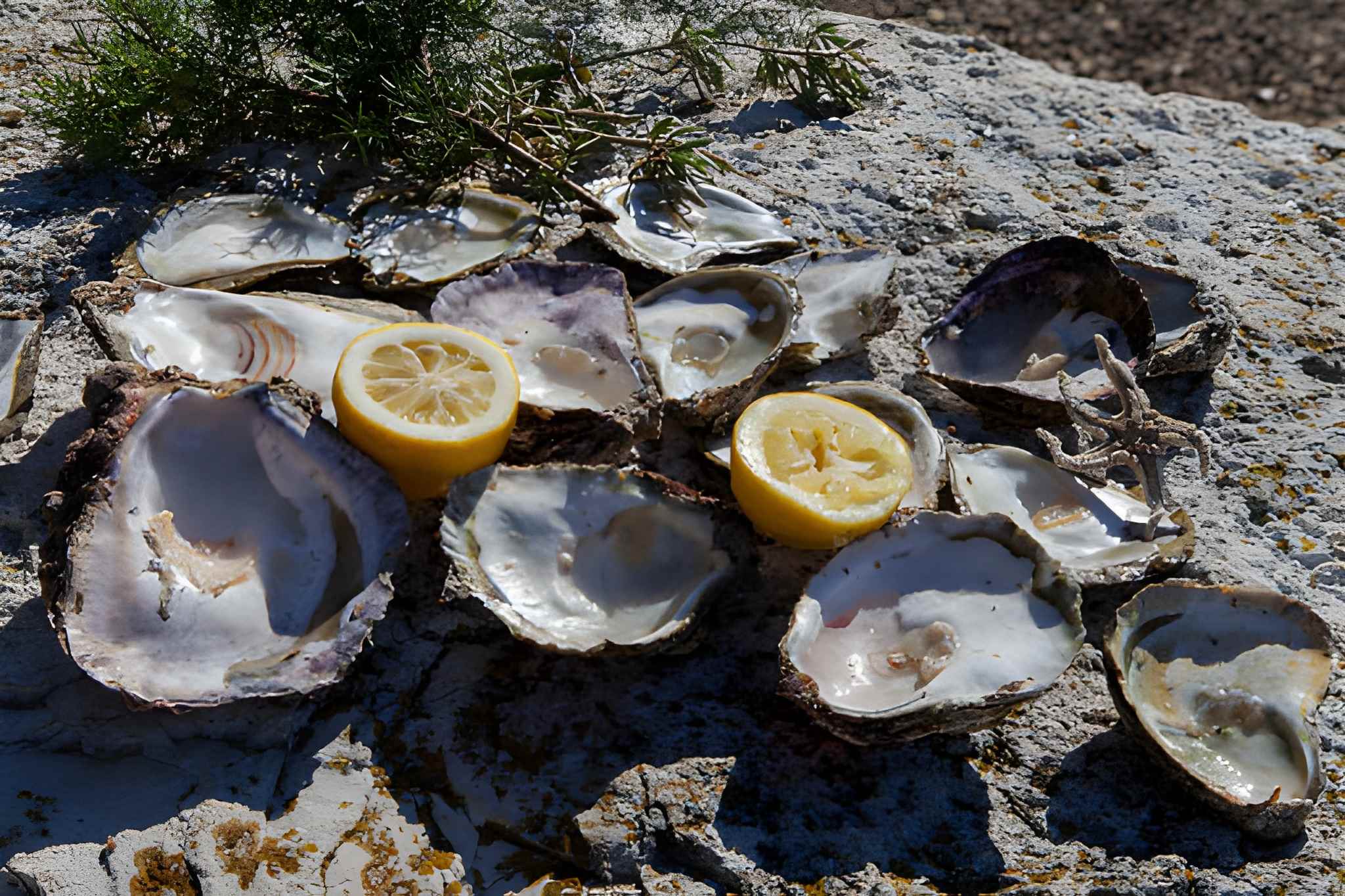 Oualidia oyster tasting